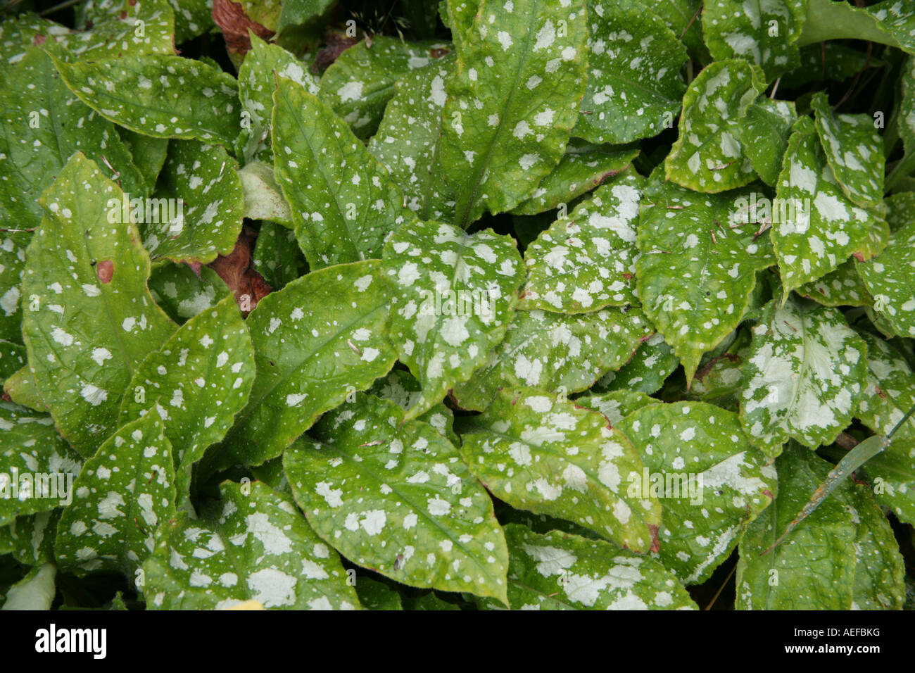 Polmone di erbe di mosto di malto usato nel trattamento della bronchite e altri reclami al torace Foto Stock