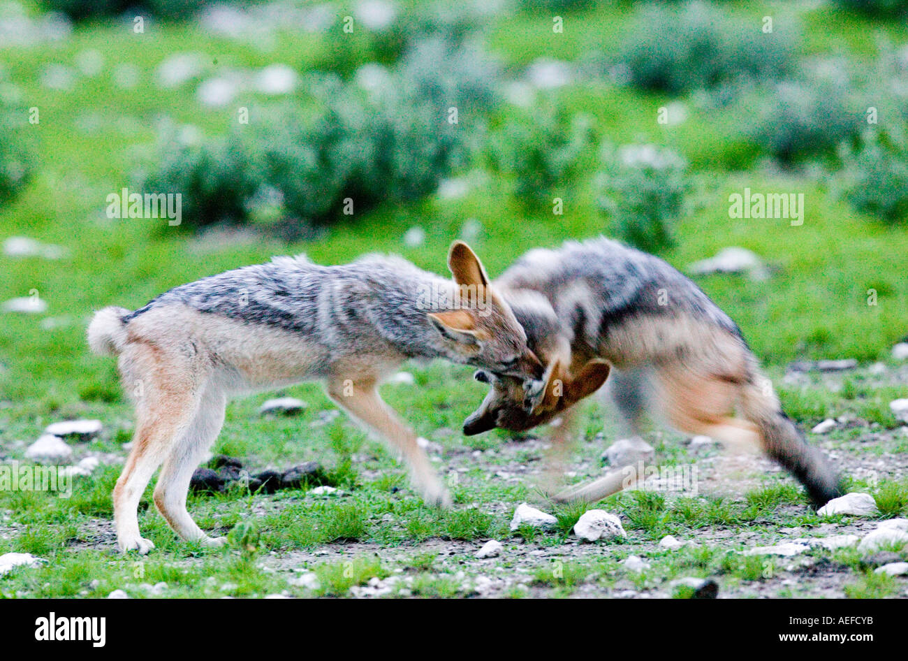 Nero-backed jackal (Canis mesomelas) Foto Stock