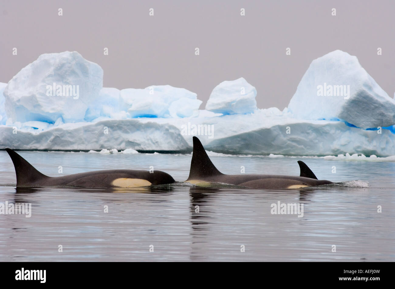 le-orche-assassine-orcas-orcinus-orca-pod-che-viaggiano-in-acque-a