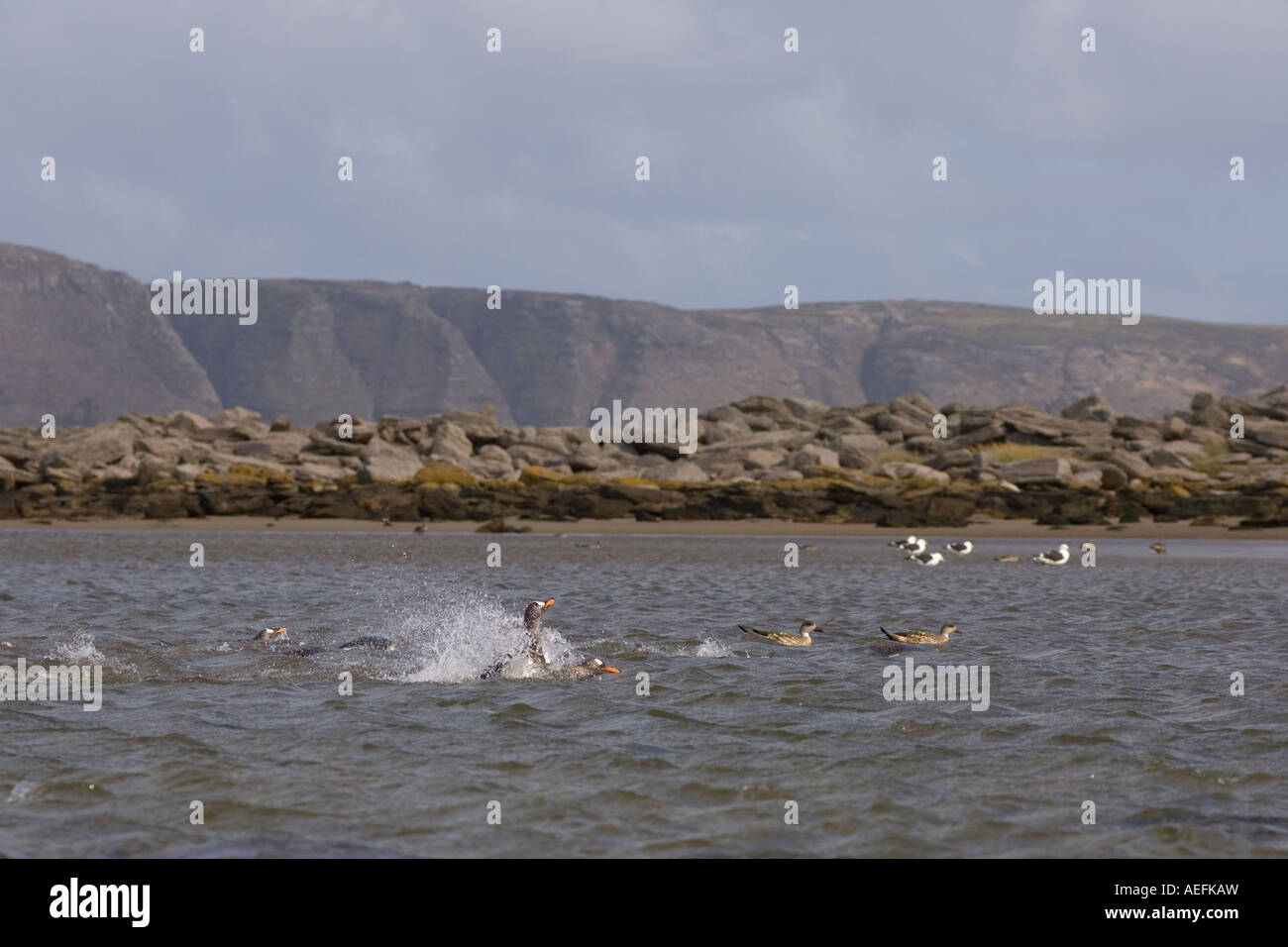 Pinguini papua Pygoscelis papua e crested anatre Lophonetta specularioides nuotando lungo Beaver Island Isole Falkland Foto Stock