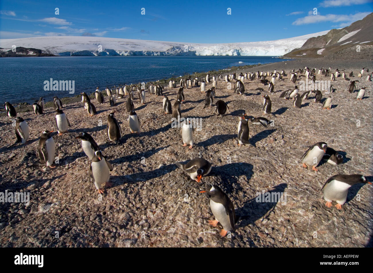 Gentoo penguin Pygoscelis papua rookery a sud le isole Shetland Antartide Oceano Meridionale Foto Stock