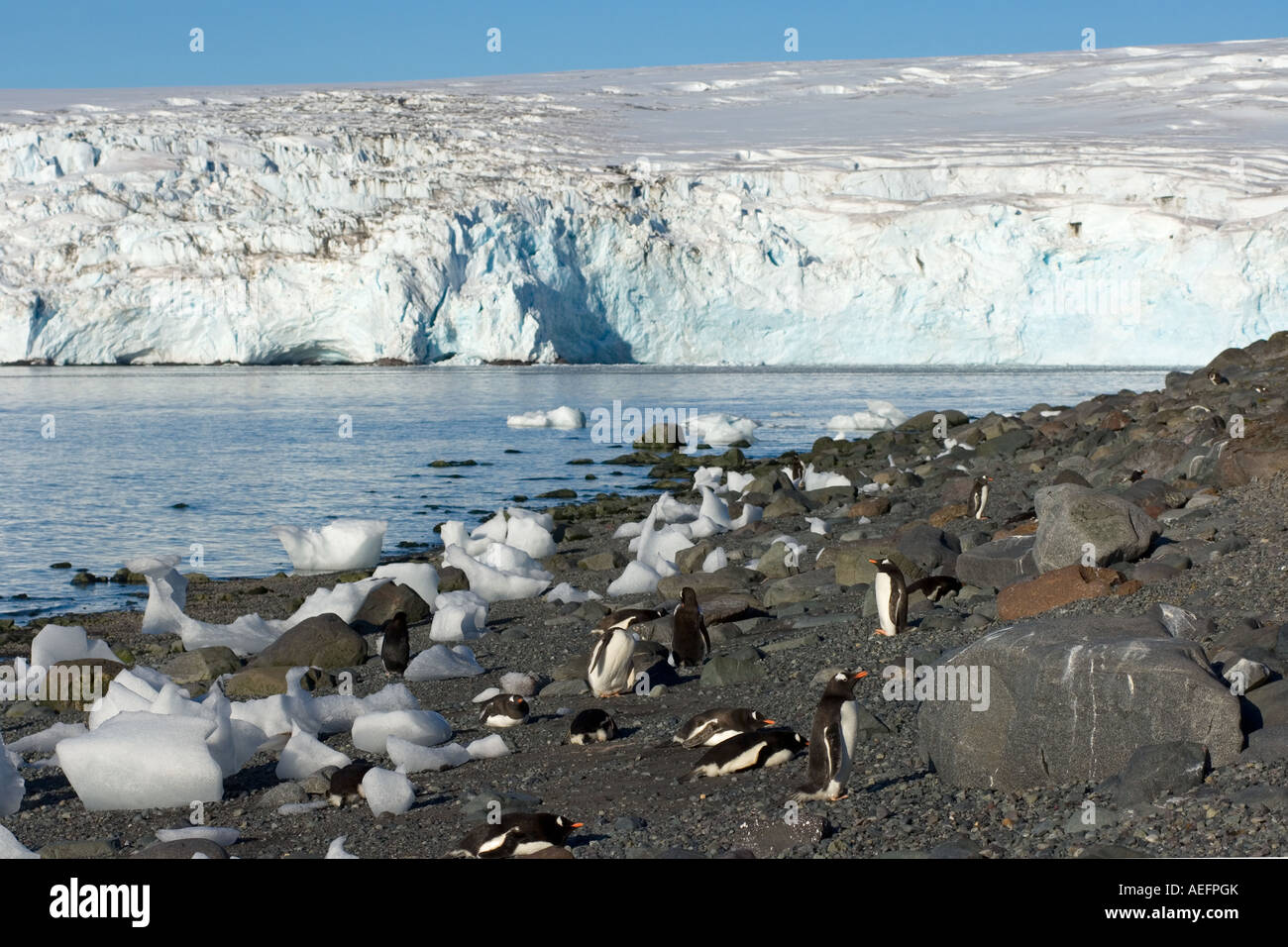 Pinguini papua Pygoscelis papua in appoggio su una spiaggia a sud le isole Shetland Antartide Oceano Meridionale Foto Stock