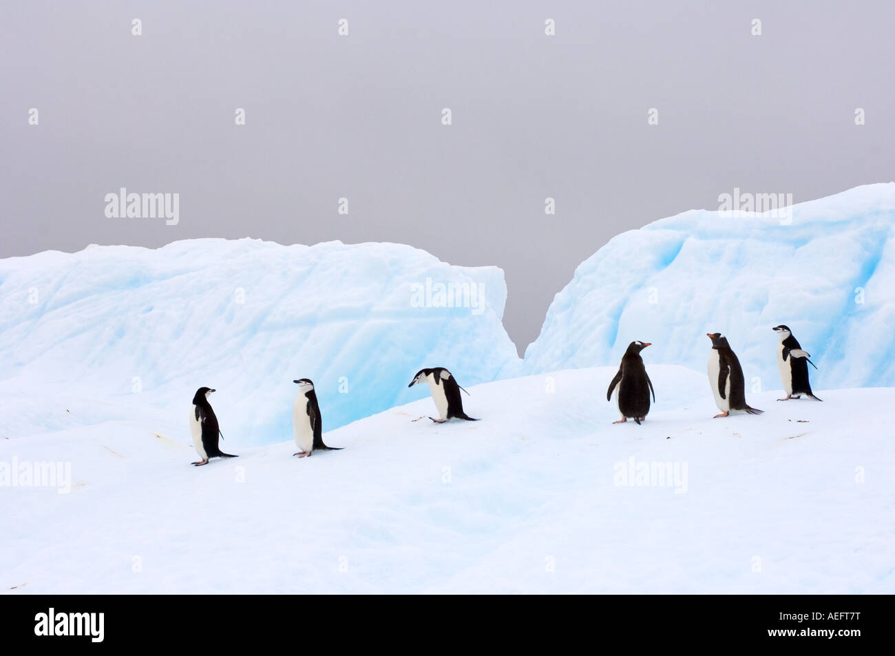 Pinguini chinstrap Pygoscelis Antartide e pinguini papua Pygoscelis papua su un iceberg off il western Antartico Foto Stock