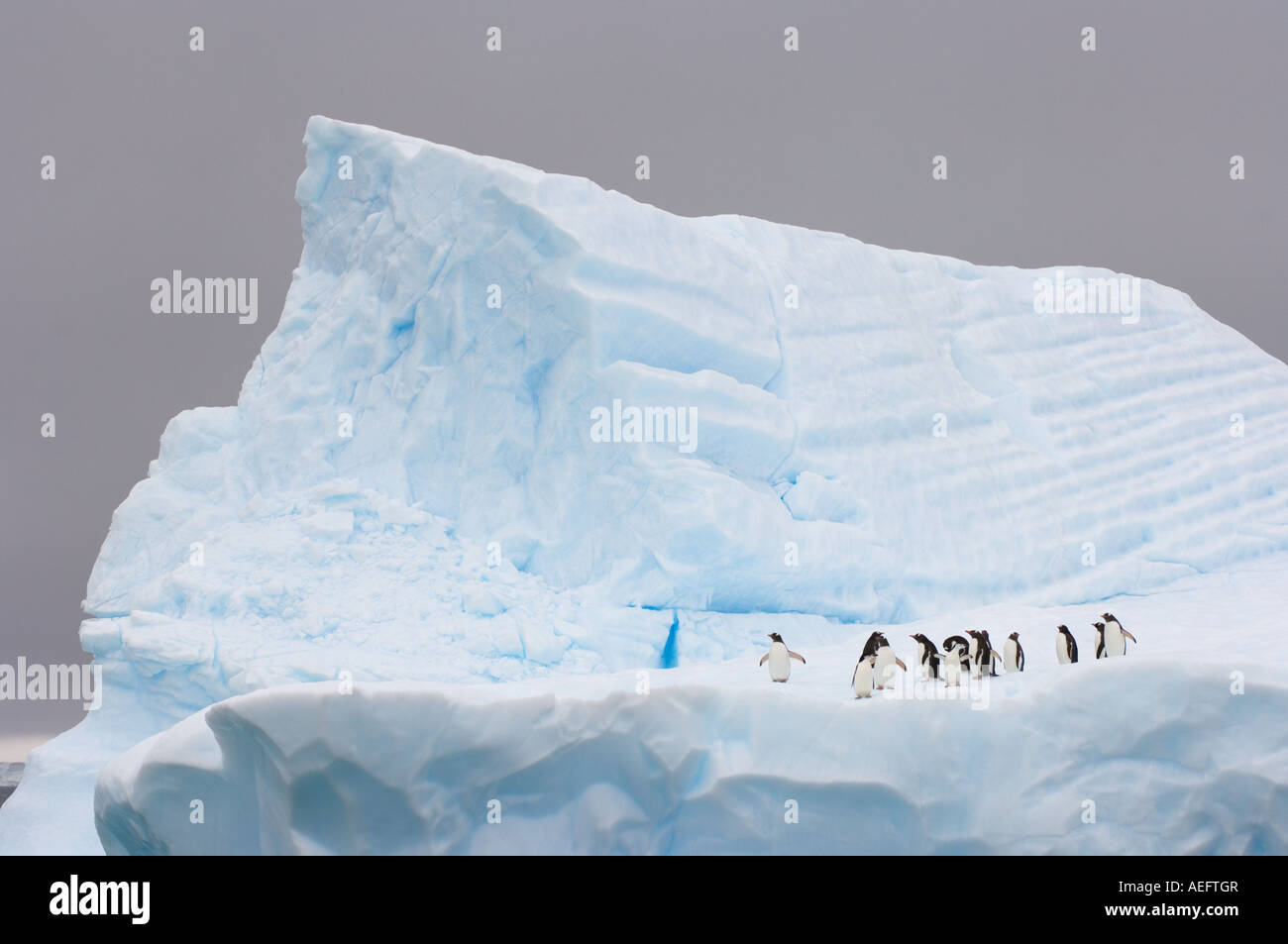 Pinguini chinstrap Pygoscelis Antartide e pinguini papua Pygoscelis papua su un iceberg off il western Antartico Foto Stock