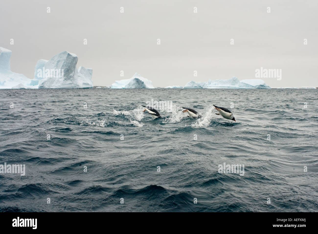 Pinguini papua Pygoscelis papua nuotare nelle acque a ovest della penisola antartica Antartide Oceano Meridionale Foto Stock