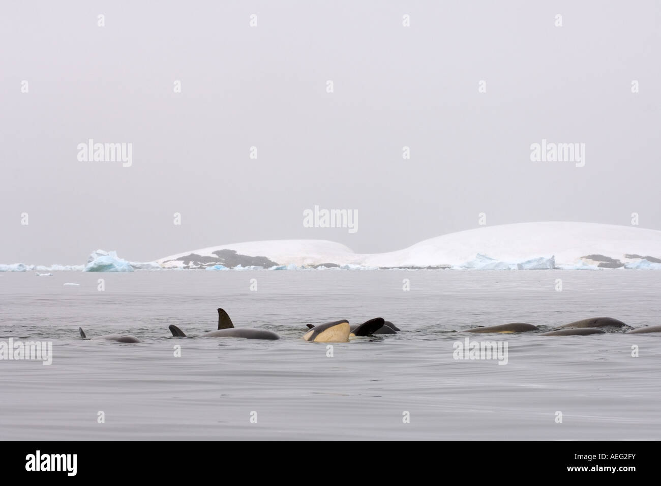 Le orche assassine orcas Orcinus orca pod che viaggiano in acque a ...