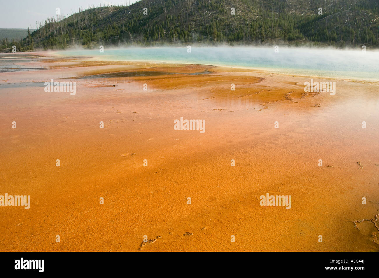 Mammoth Hot Sprint, il Parco Nazionale di Yellowstone Foto Stock