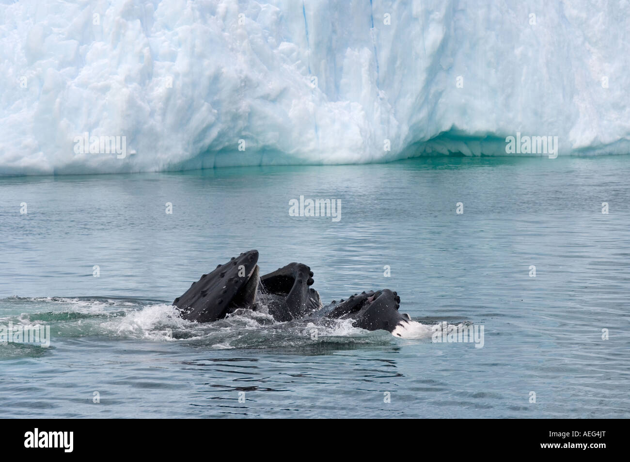 Humpback Whale Megaptera novaeangliae coppia alimentazione nelle acque occidentali della penisola antartica Antartide Foto Stock