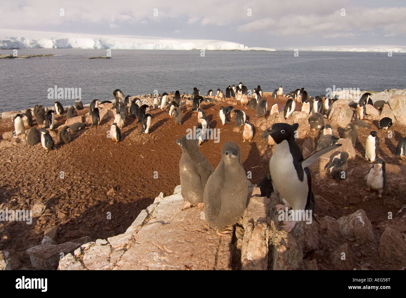 Adelie penguin Pygoscelis adeliae colony sulla parte occidentale della penisola antartica Antartide Oceano Meridionale Foto Stock