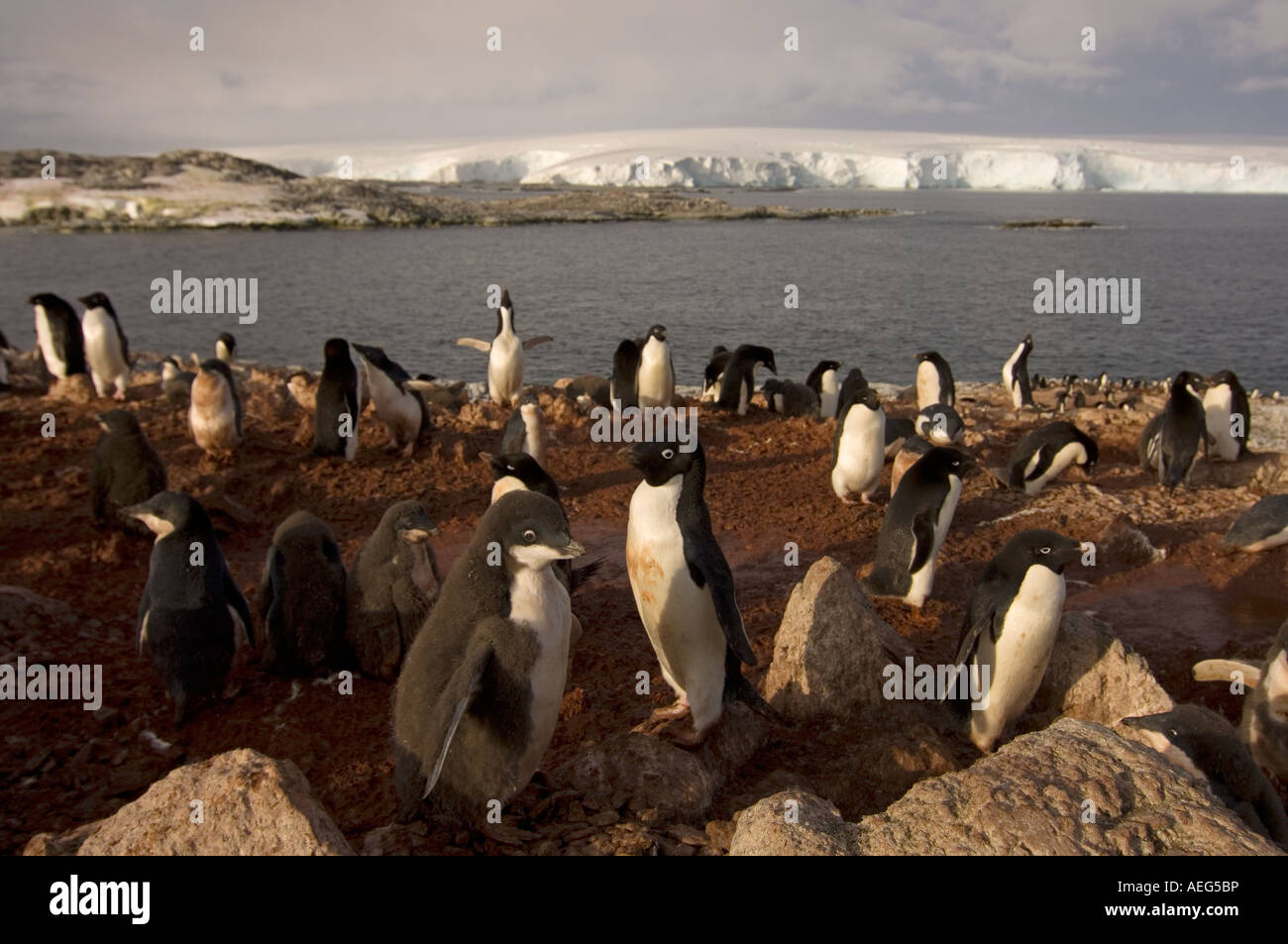 Adelie penguin Pygoscelis adeliae colony sulla parte occidentale della penisola antartica Antartide Oceano Meridionale Foto Stock