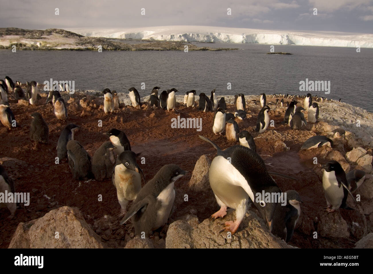 Adelie penguin Pygoscelis adeliae colony sulla parte occidentale della penisola antartica Antartide Oceano Meridionale Foto Stock