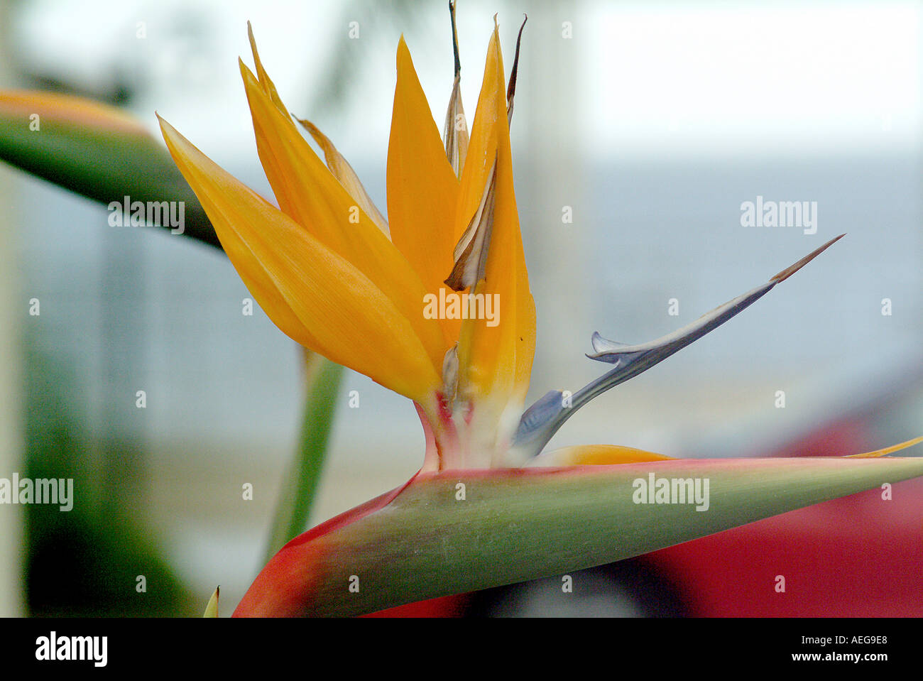 Sweet Home arancione ornamento di decorazione ornamentale la bellezza naturale di petali concetto astratto natura fiore Foto Stock