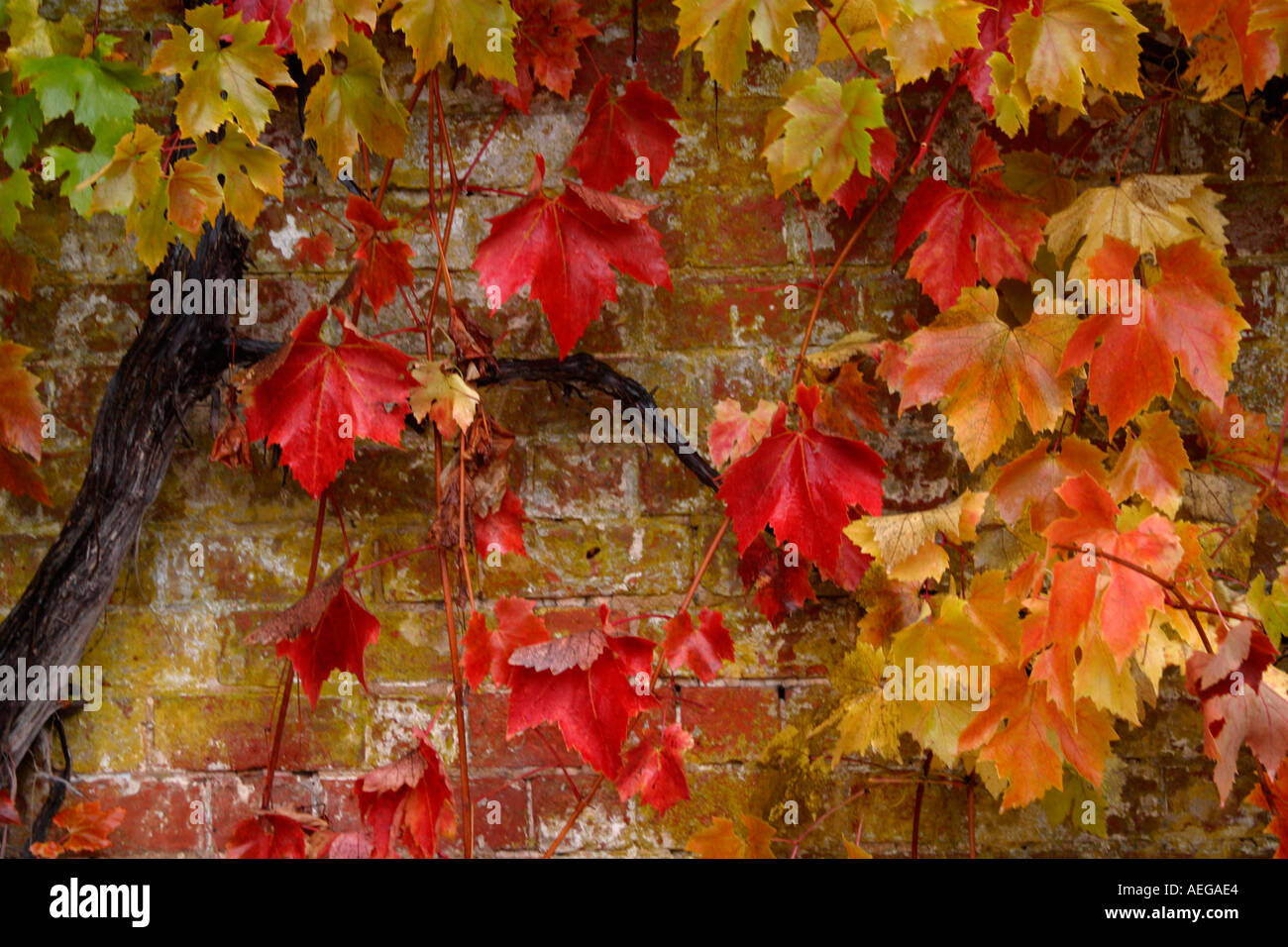 Autunno Autunno colori colori come le foglie di vite passa da verde a rosso e giallo contro il vecchio muro di mattoni Shropshire England Regno Unito GB Foto Stock