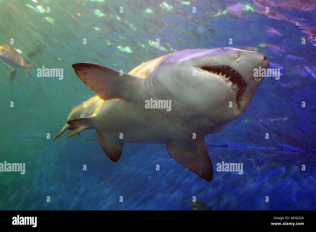 squalo Foto Stock