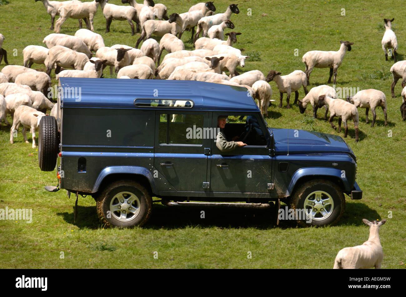 Un Allevatore ovino con un recentemente troncare gregge nel Gloucestershire Farm Regno Unito Foto Stock