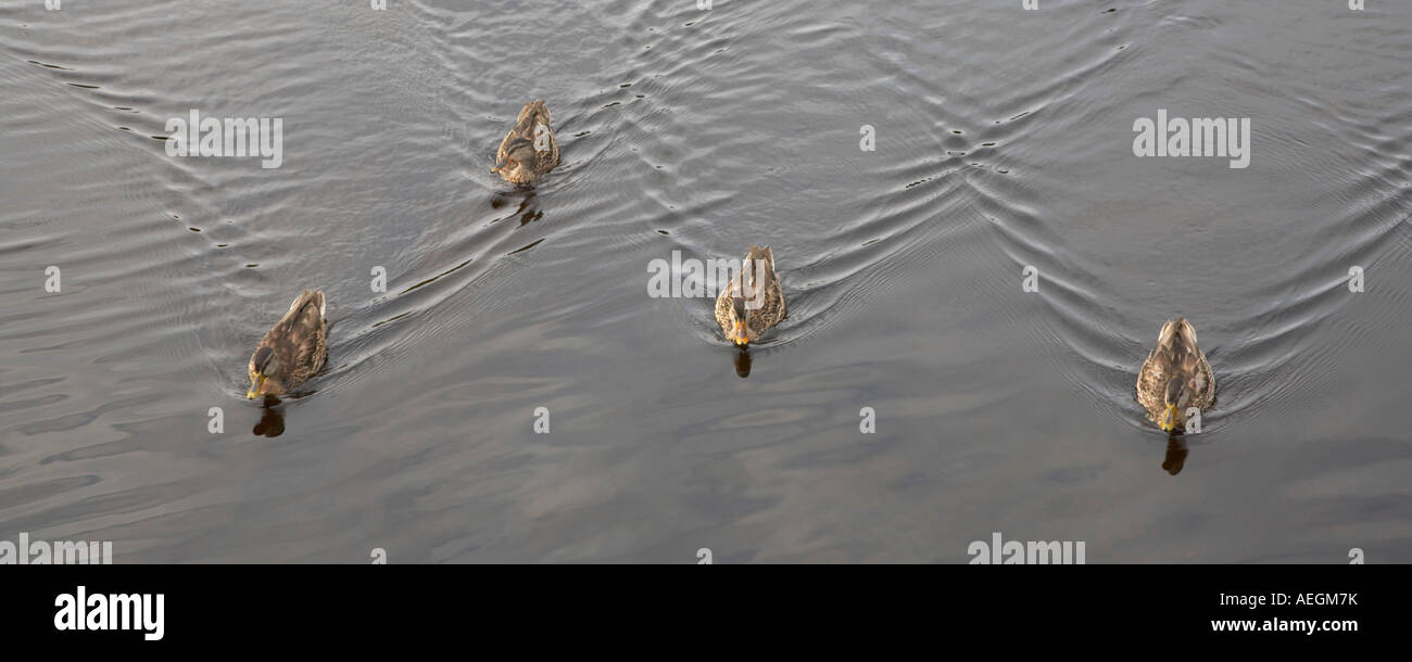 Quattro anatre nuotare nel lago in Montagne Adirondack, dello Stato di New York Foto Stock