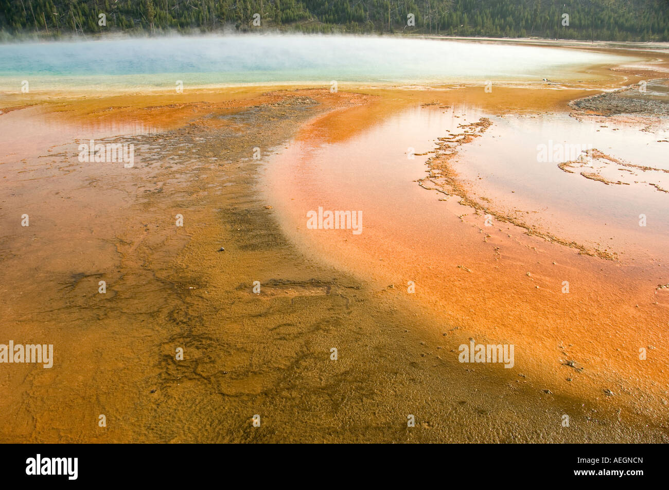 Mammoth Hot Sprint, il Parco Nazionale di Yellowstone Foto Stock