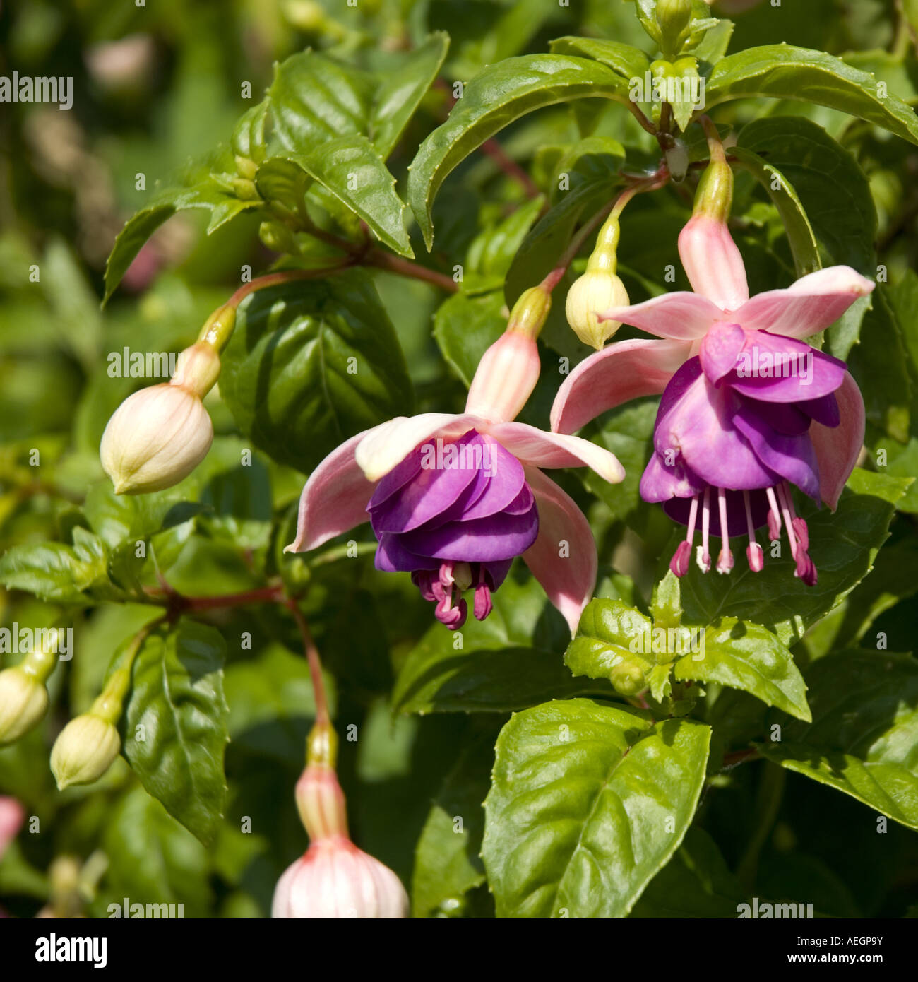 Fuchsia Eva Boerg Foto Stock