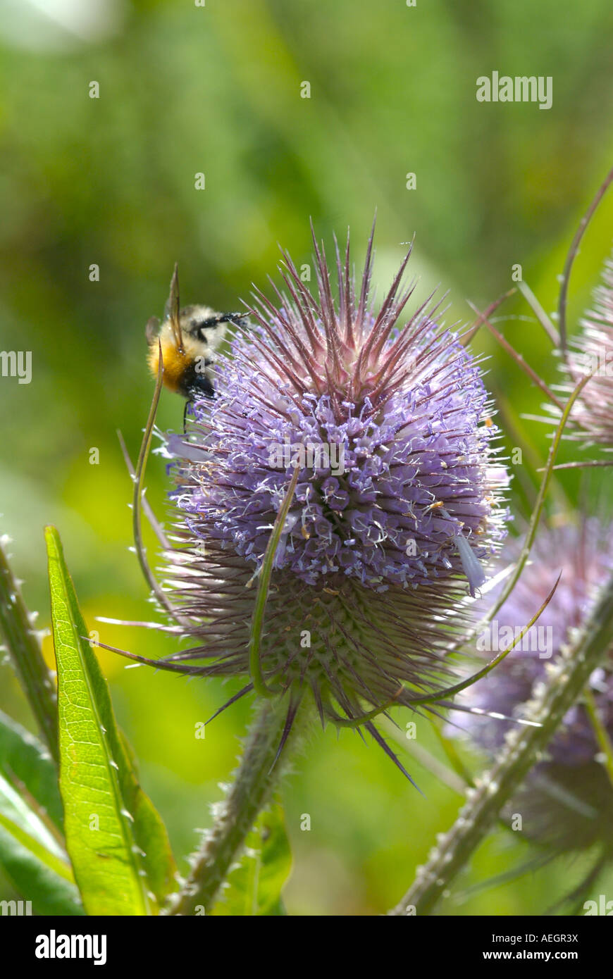 TEASEL Dipsacus fullonum una sorprendente crescita della pianta fino a cinque metri di altezza con seme spinoso teste e rosy fiori viola Foto Stock