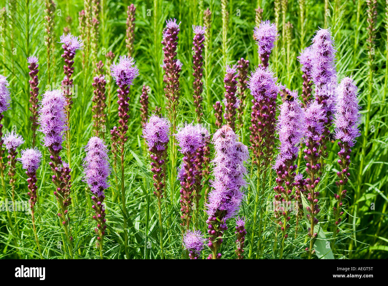 Blazing star fiori viola Liatris spicata Foto Stock