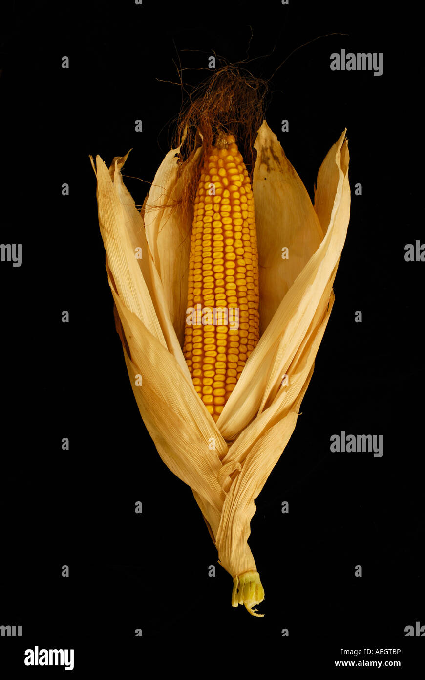 Coppia spiga del granoturco con buccia aperta Foto Stock