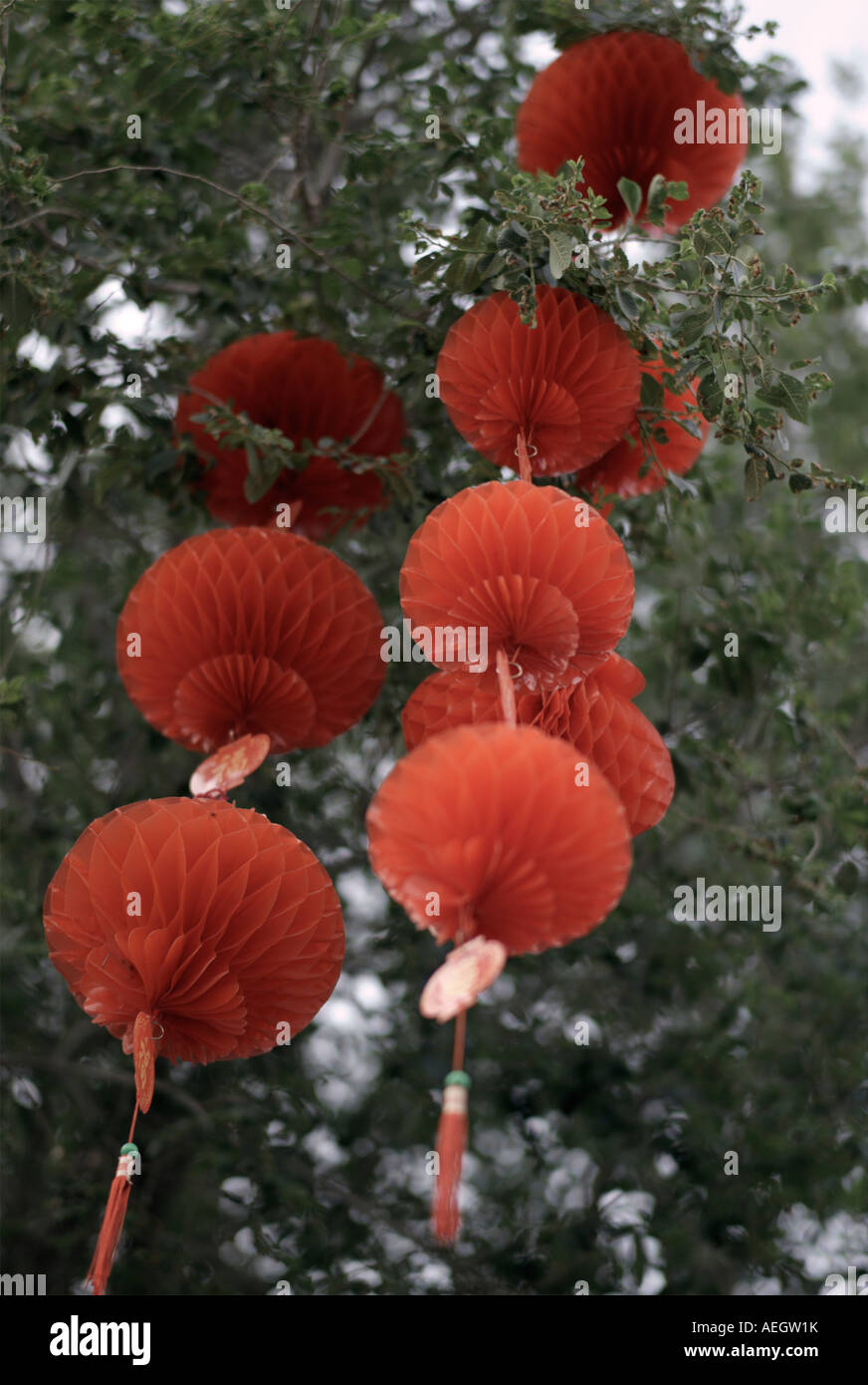 Lanterne rosse in alberi Foto Stock