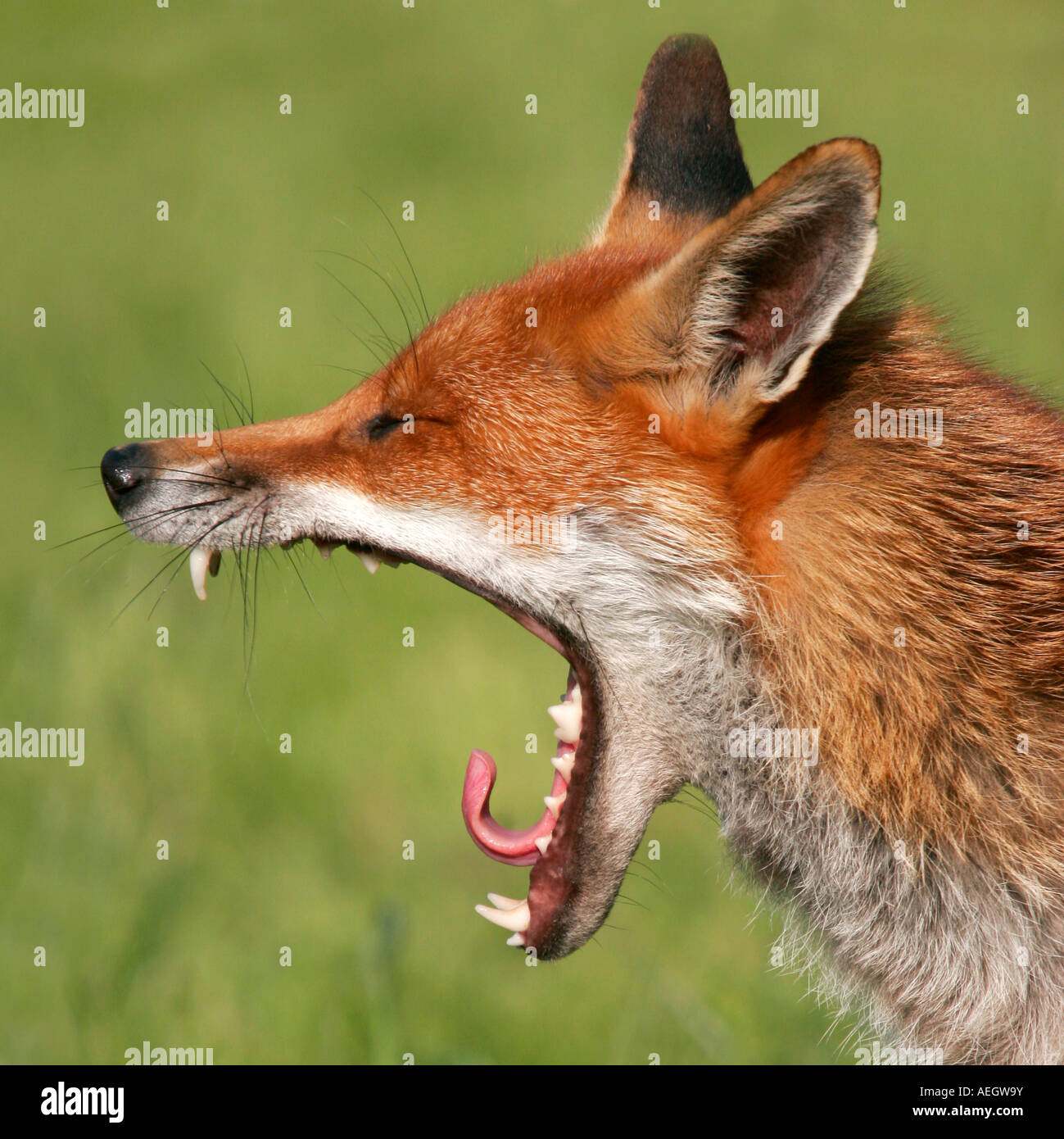 Captive Red Fox, Vulpes vulpes, dal British Centro faunistico, REGNO UNITO Foto Stock