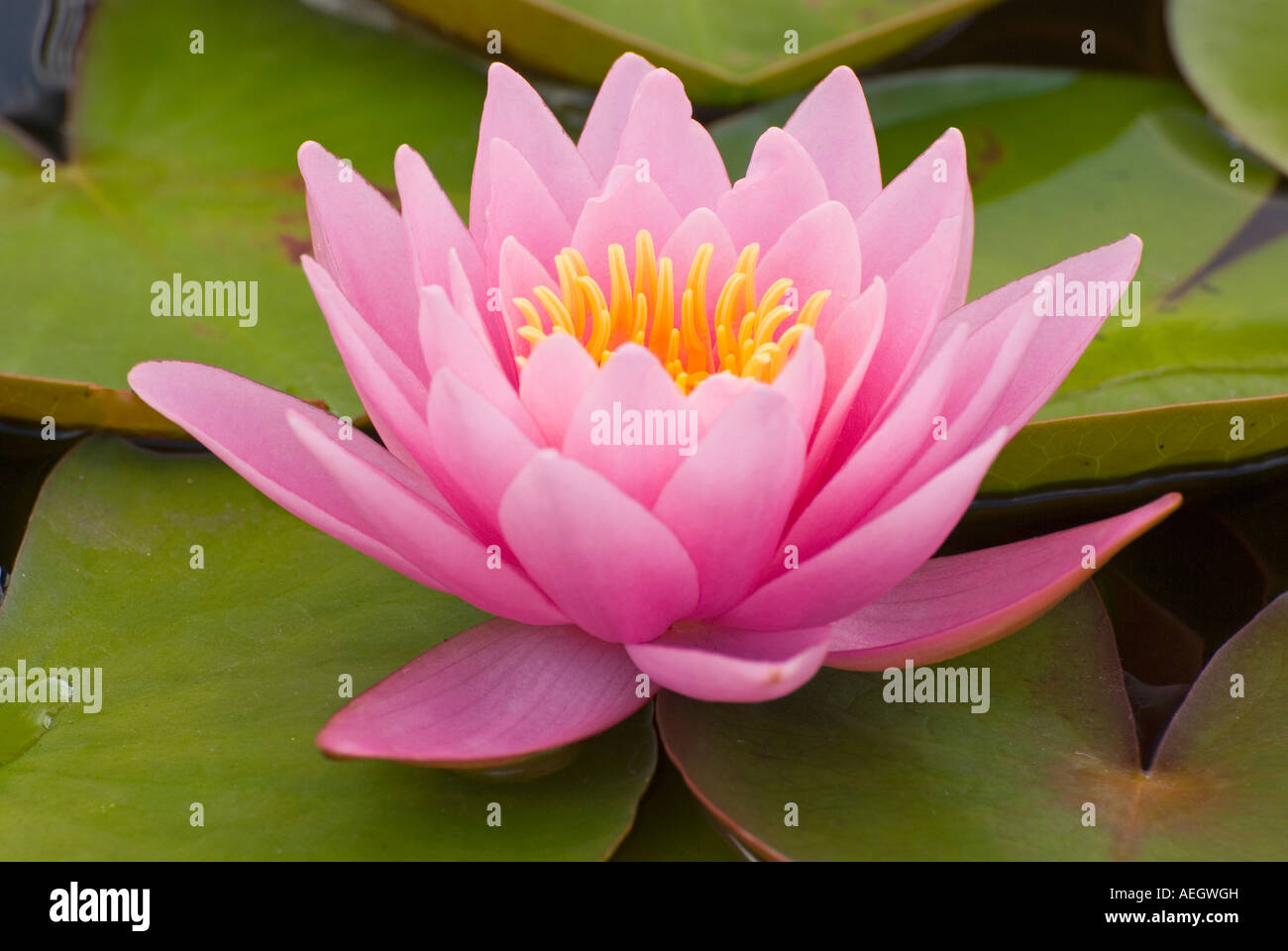 Acqua di rosa lily Nymphea Foto Stock