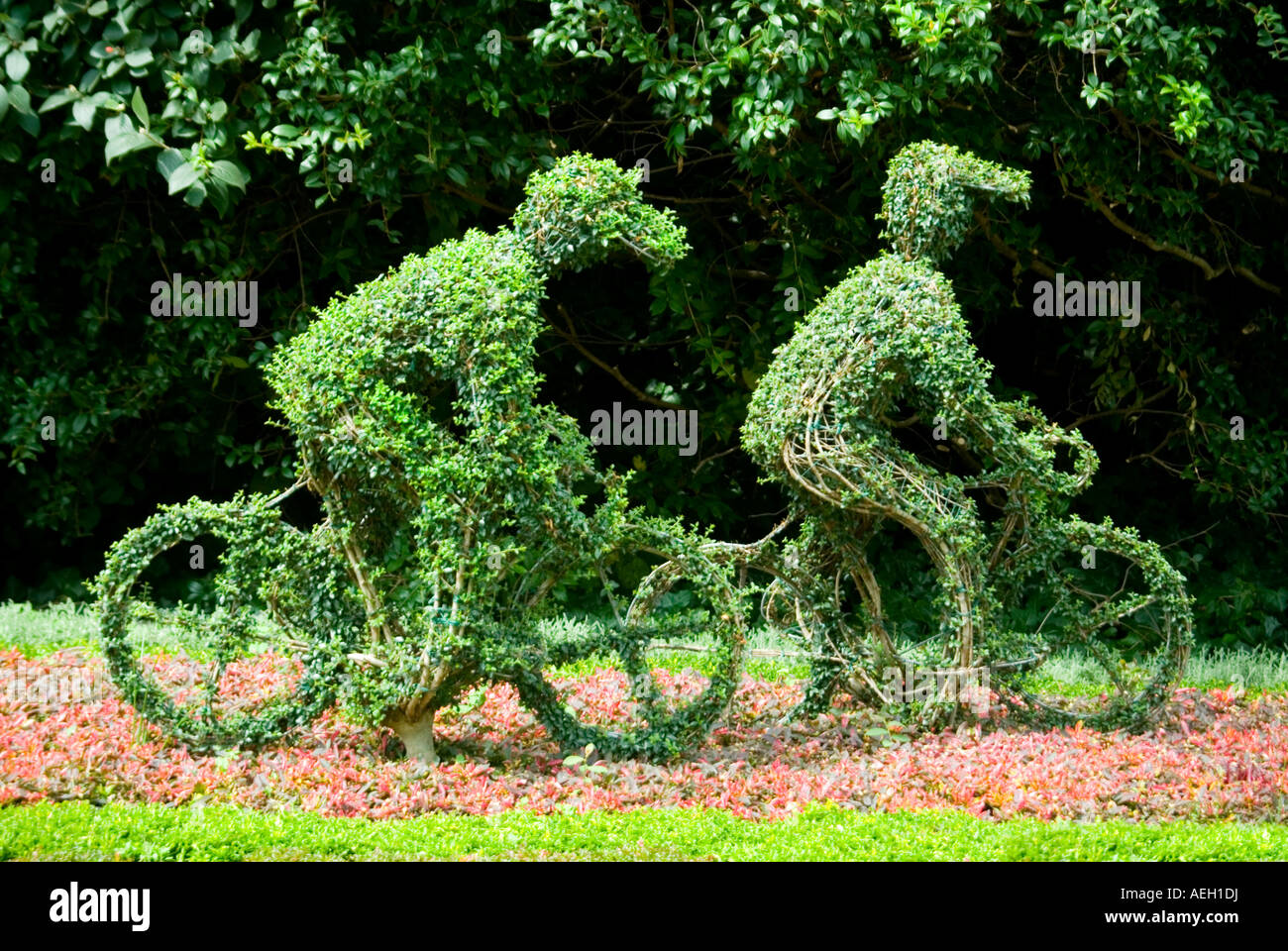 Chiudere orizzontale di topiaria da decorativi di ciclisti che commemora il " Tour de France', a St James Park in una giornata di sole Foto Stock