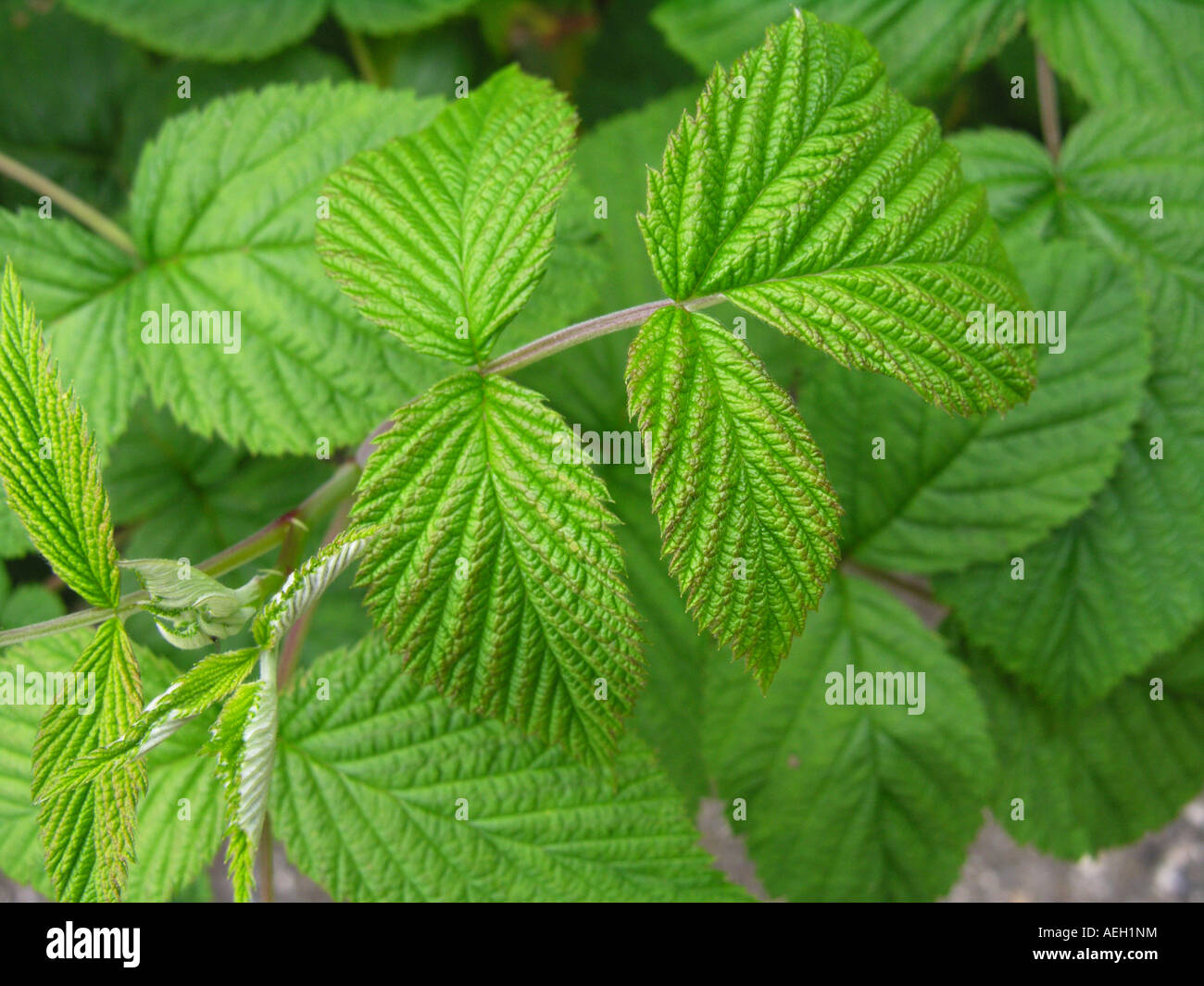 Foglia di lampone una naturale porre rimedio a base di erbe per crampi mestruali e periodi dolorosi Foto Stock