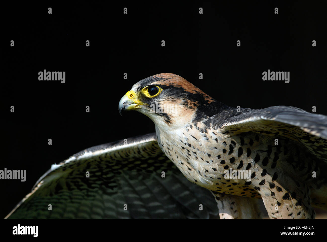 Un falco pellegrino - Falco peregrinus Foto Stock