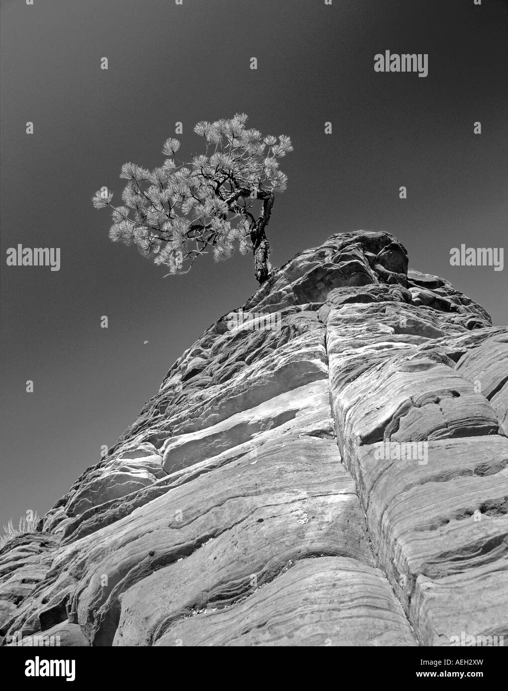 Ponderosa Pine Tree in un colorato formazione rocciosa con luna Zion National Park nello Utah Foto Stock