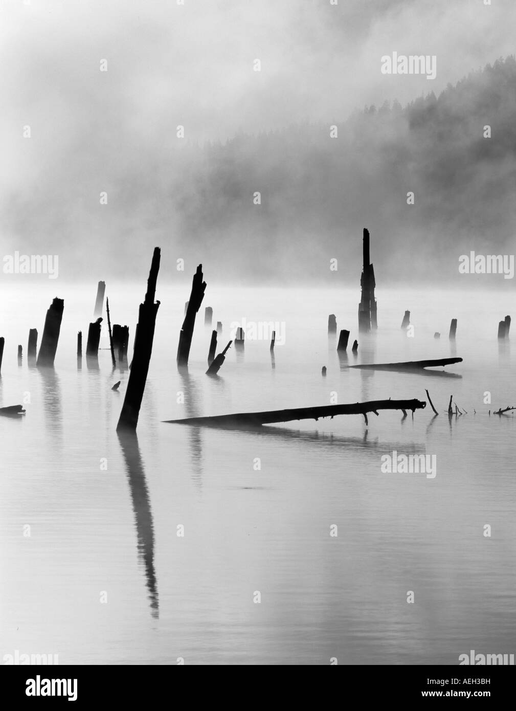 Gli alberi morti e nebbia a Craine Prairie serbatoio Oregon Foto Stock