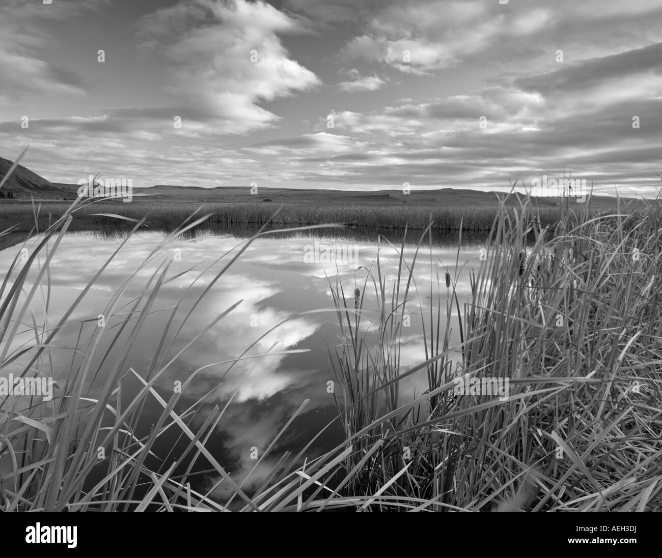 Stagno con la riflessione e la cattails Estate Lago membro Wildlife Refuge Oregon Foto Stock