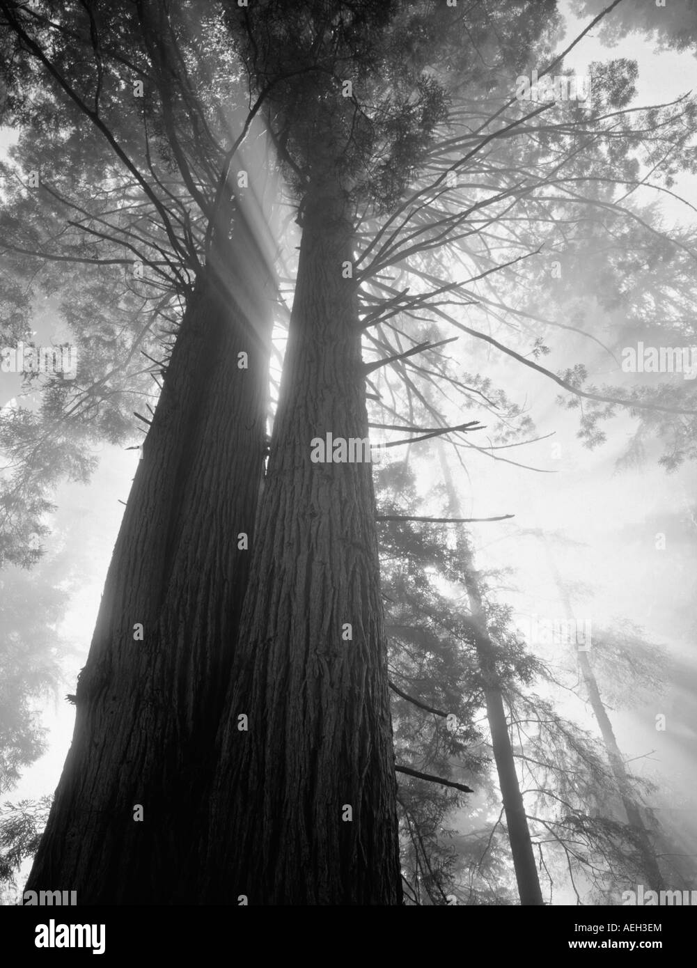 Grandi redwoods con nebbia e raggi di sole Parco Nazionale di Redwood in California Foto Stock