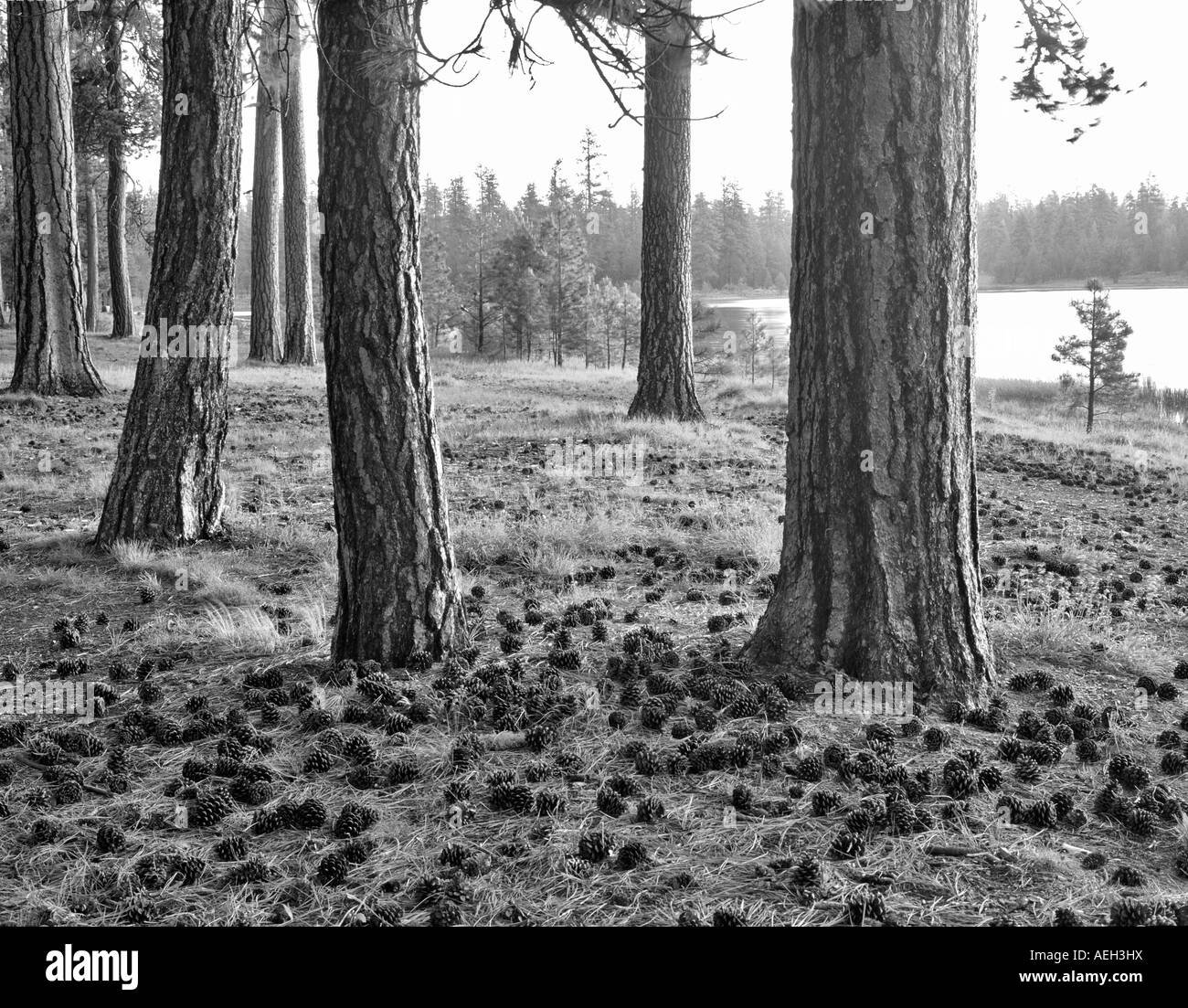 Crescita vecchio ponderosa pine Pinus ponderosa Delentment Lago Oregon Foto Stock