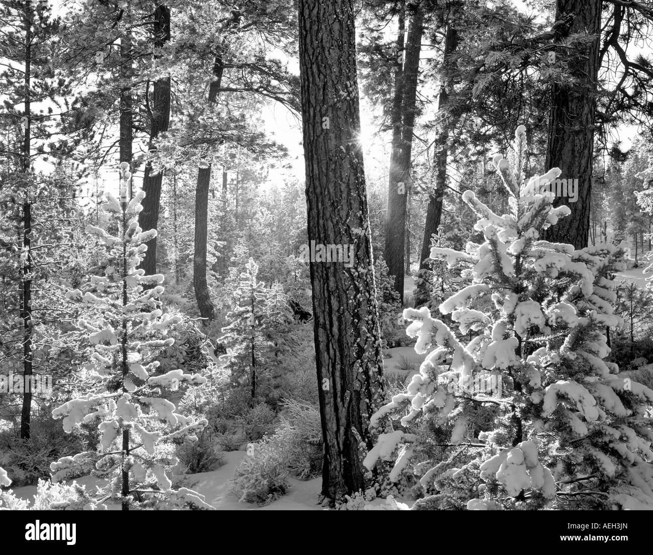 V00335M tiff neve e sunrise della Ponderosa Pine Trees con sunburst Freemont National Forest Oregon Foto Stock
