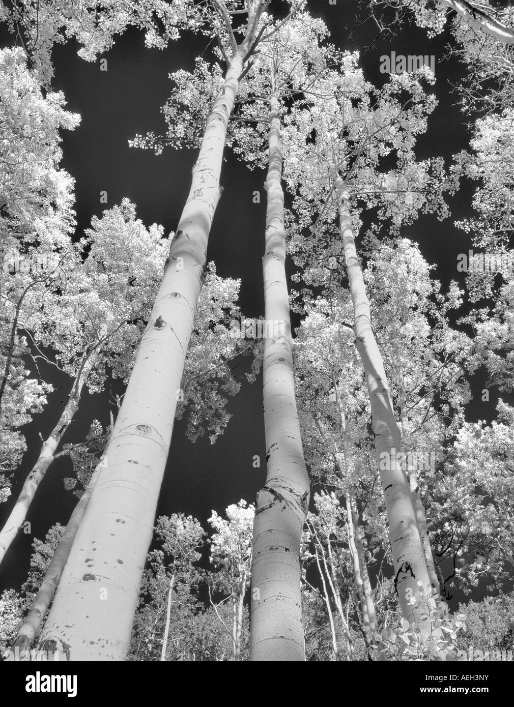 Cercando nel boschetto di caduta colorati alberi aspen San Juan Mountains Colorado Foto Stock