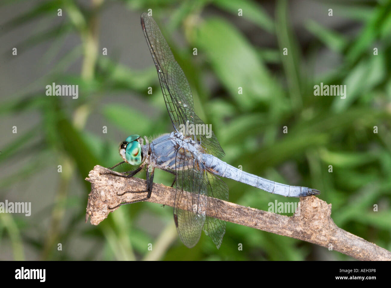 Blu maschio Dasher libellula Foto Stock