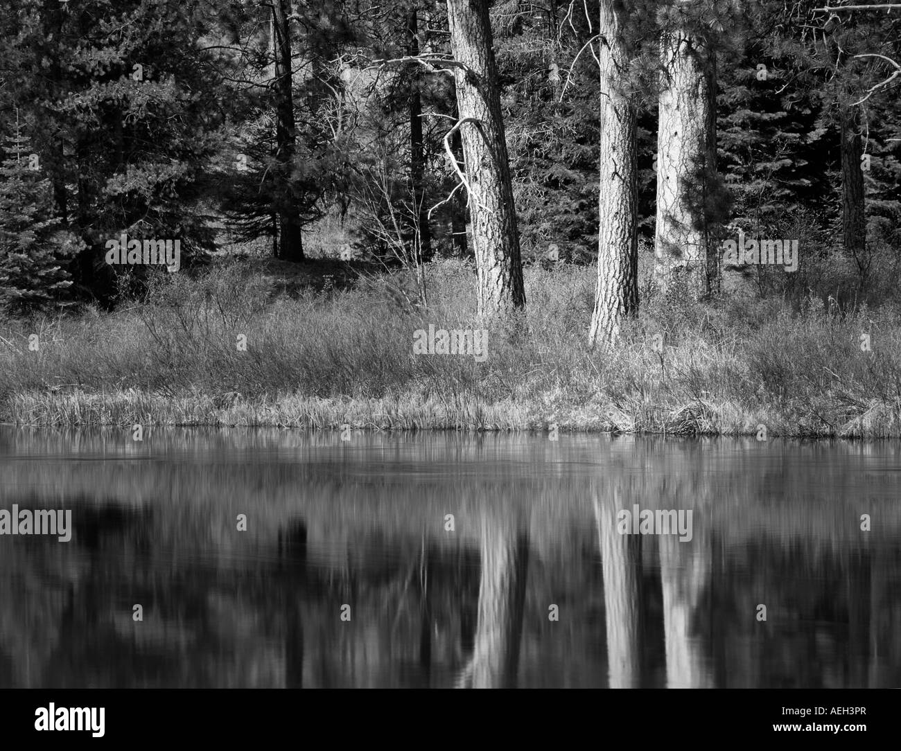 Ponderosa pine trees riflessa nel fiume Deschutes Oregon Foto Stock