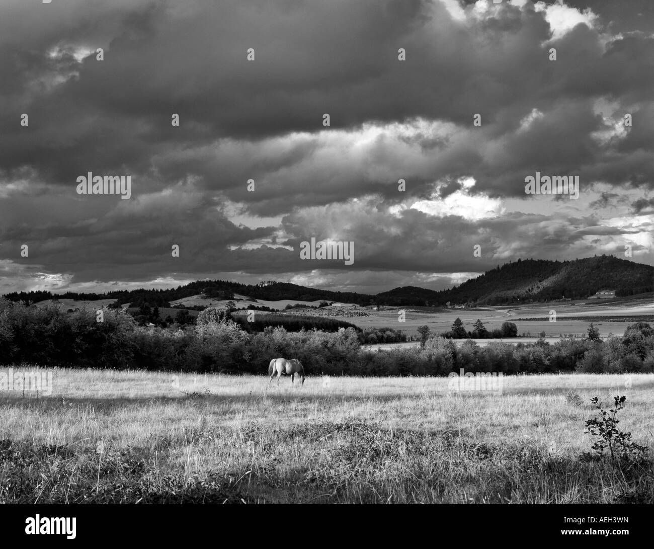 Cavallo in pascolo con cielo nuvoloso vicino Monroe Oregon Foto Stock