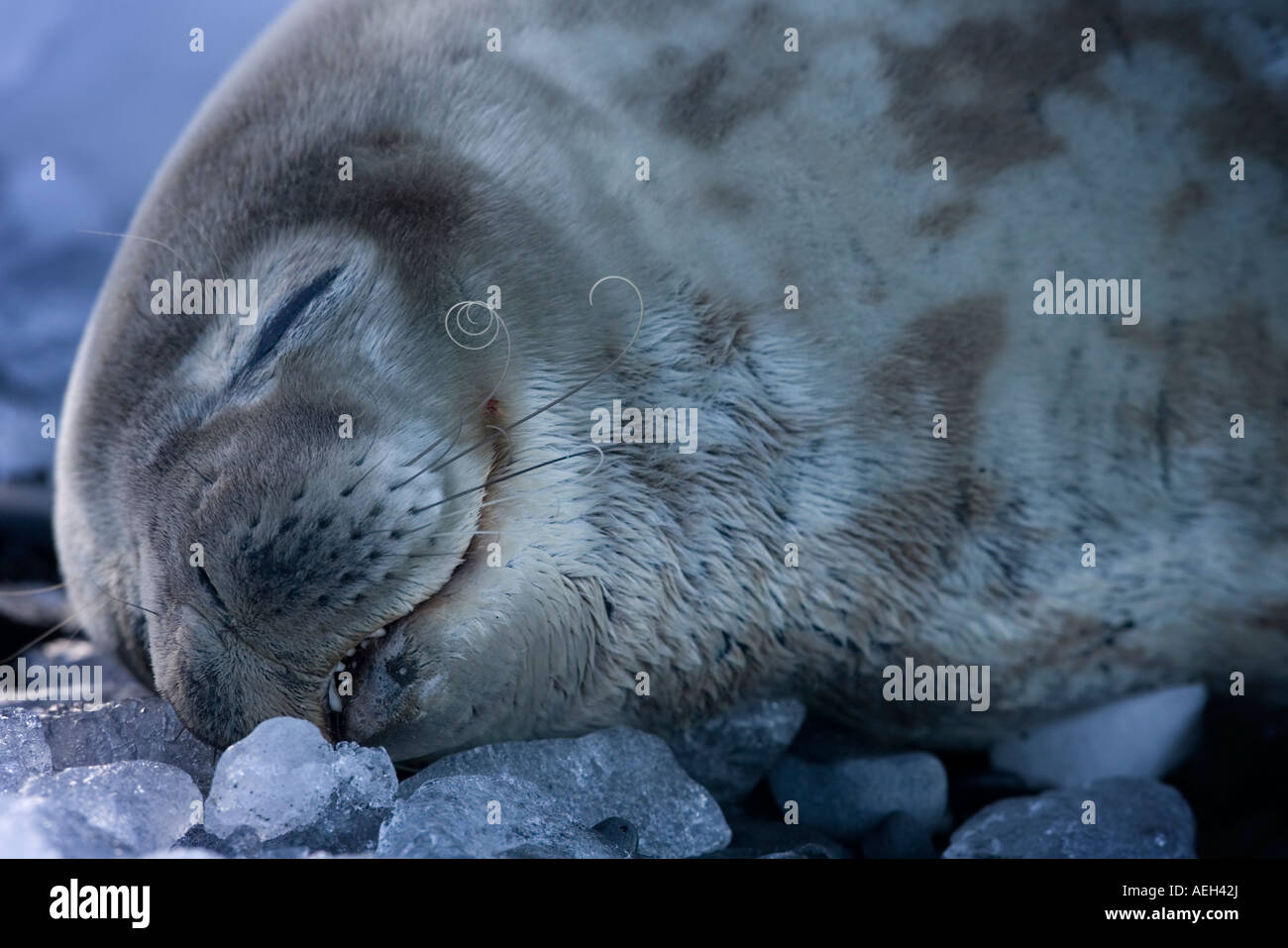 Antartide guarnizione di Weddell Leptonychotes weddellii appoggiata in mezzo a piccoli pezzi di ghiaccio sfacciata sulla spiaggia a Brown Bluff Foto Stock