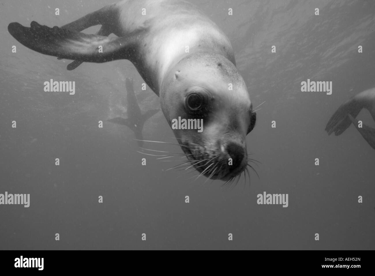 Argentina Chubut provincia Puerto Piramedes vista subacquea di leoni marini del sud Foto Stock