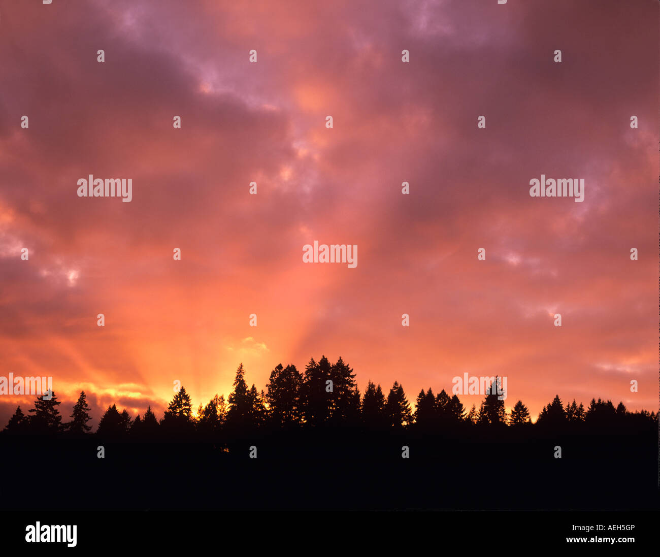 Tramonto con sunburst attraverso Douglas abeti Vicino a Alpine Oregon Foto Stock