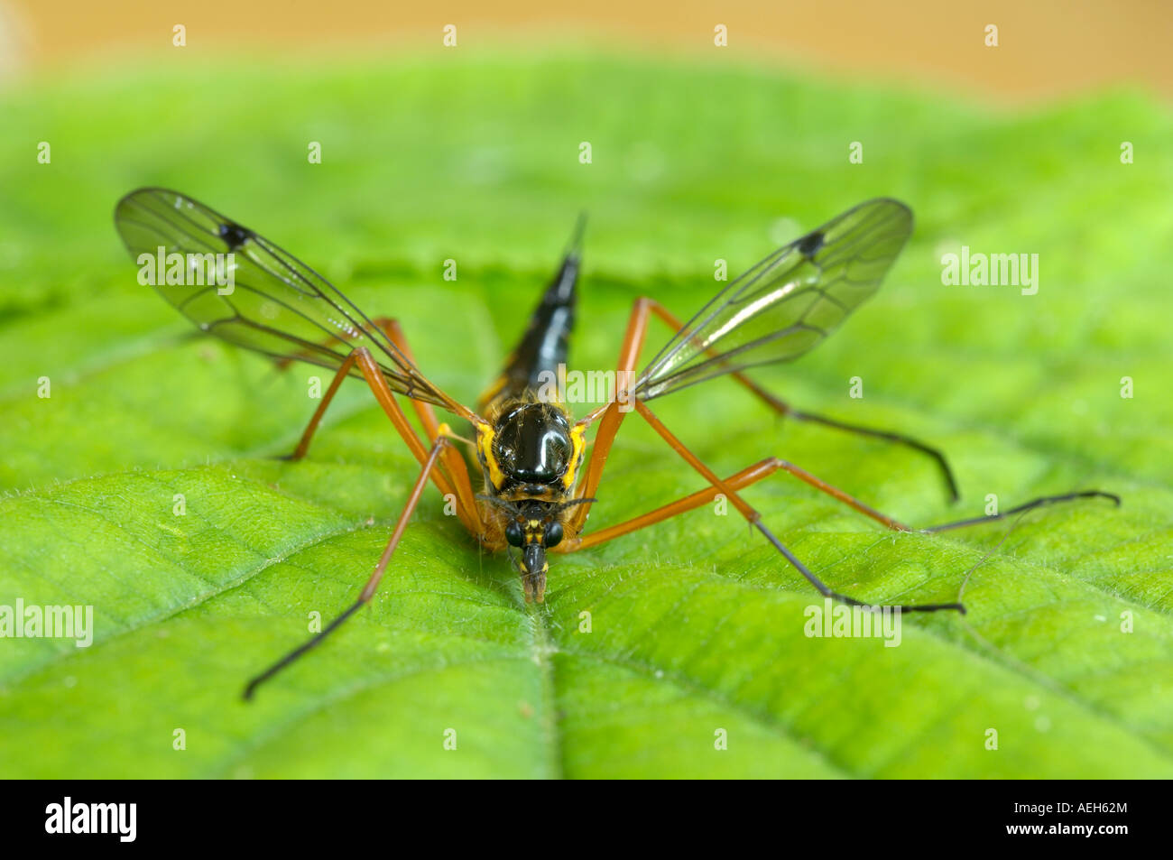 Gru fly Nephrotoma crocata famiglia Tipulidae Oxfordshire UK un vero fly Foto Stock