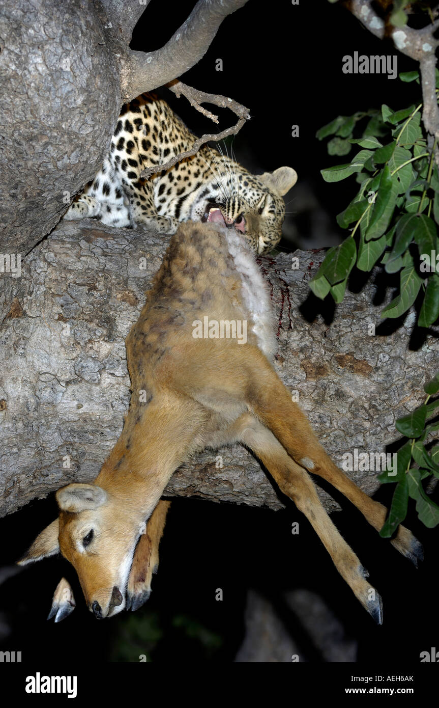 Leopard Panthera pardus South Luangwa National Park in Zambia su alimentazione Puku morto su un albero di notte Foto Stock