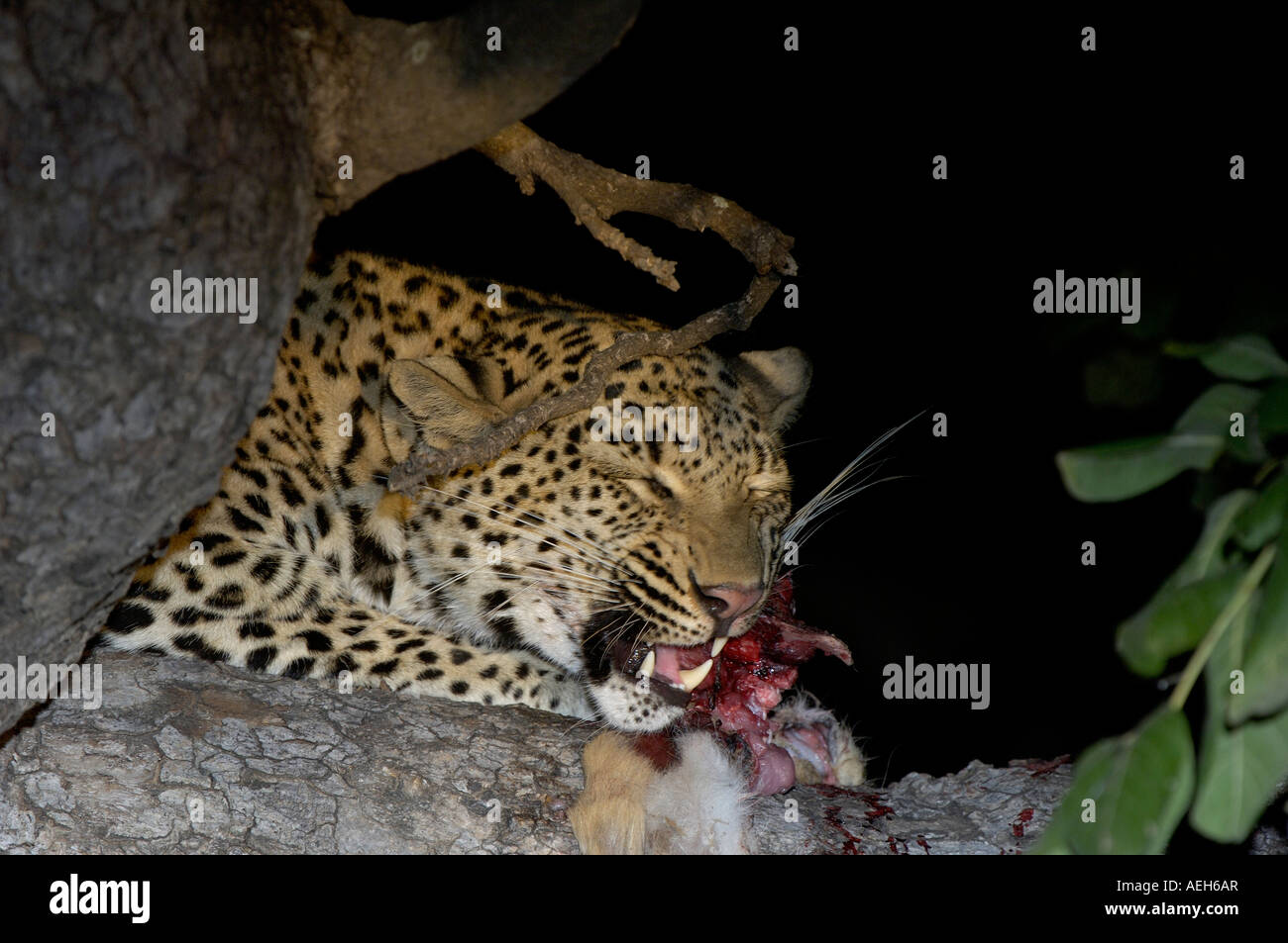 Leopard Panthera pardus South Luangwa National Park in Zambia alimentare su un albero di notte da vicino della testa Foto Stock