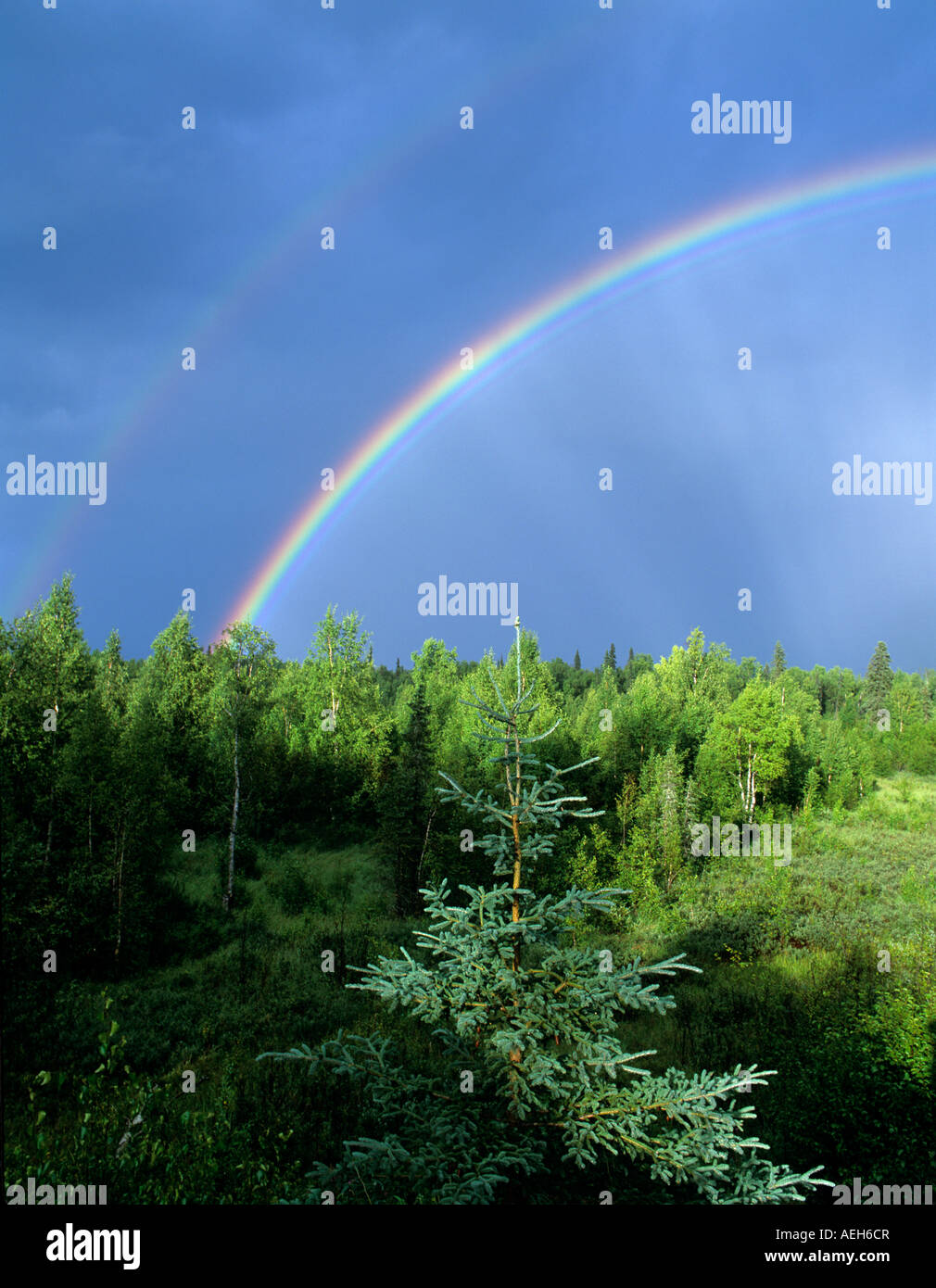 Rainbow su foresta vicino a Fairbanks Alaska Foto Stock