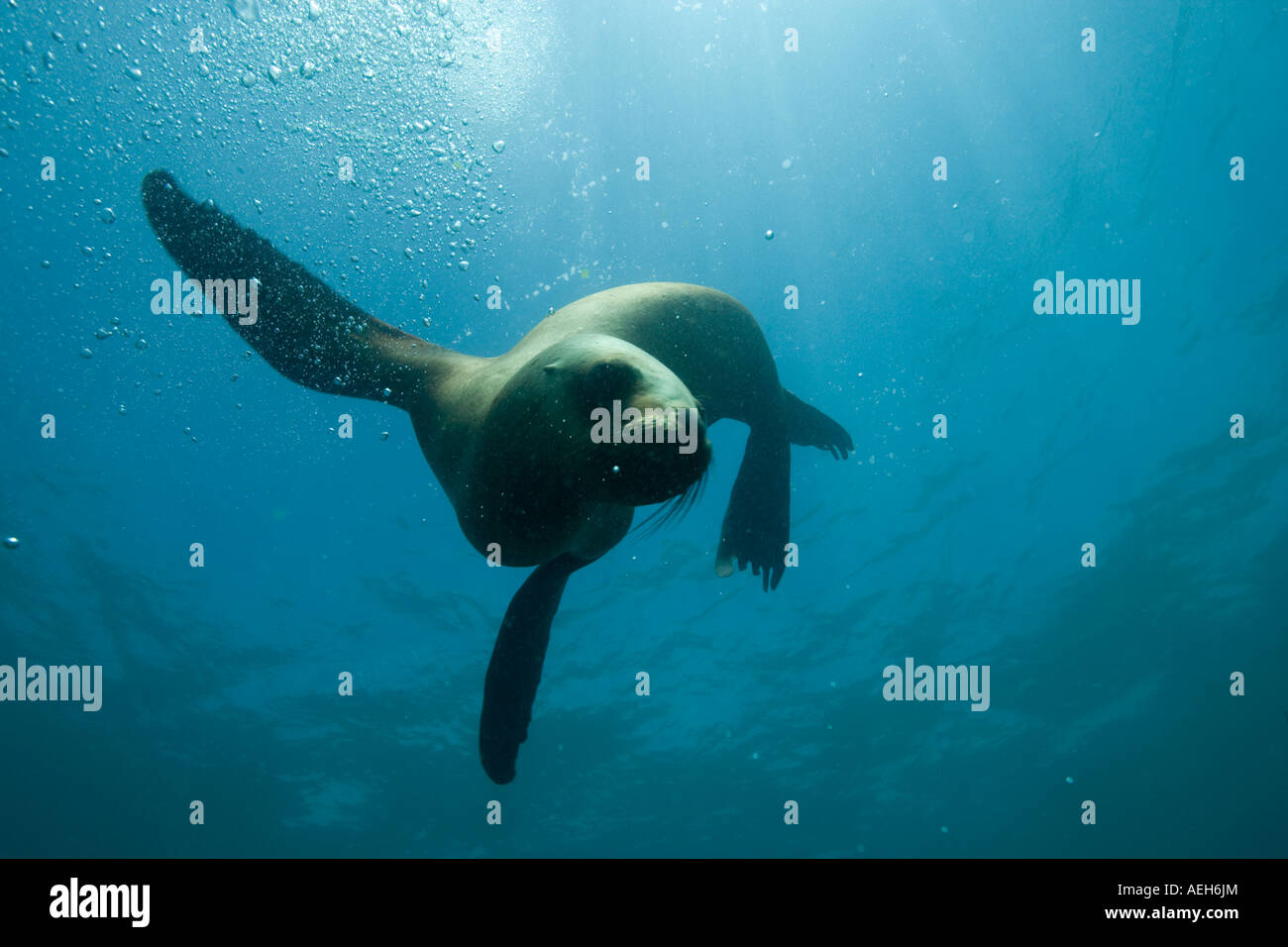Argentina Chubut provincia Puerto Piramedes vista subacquea di leoni marini del sud Foto Stock