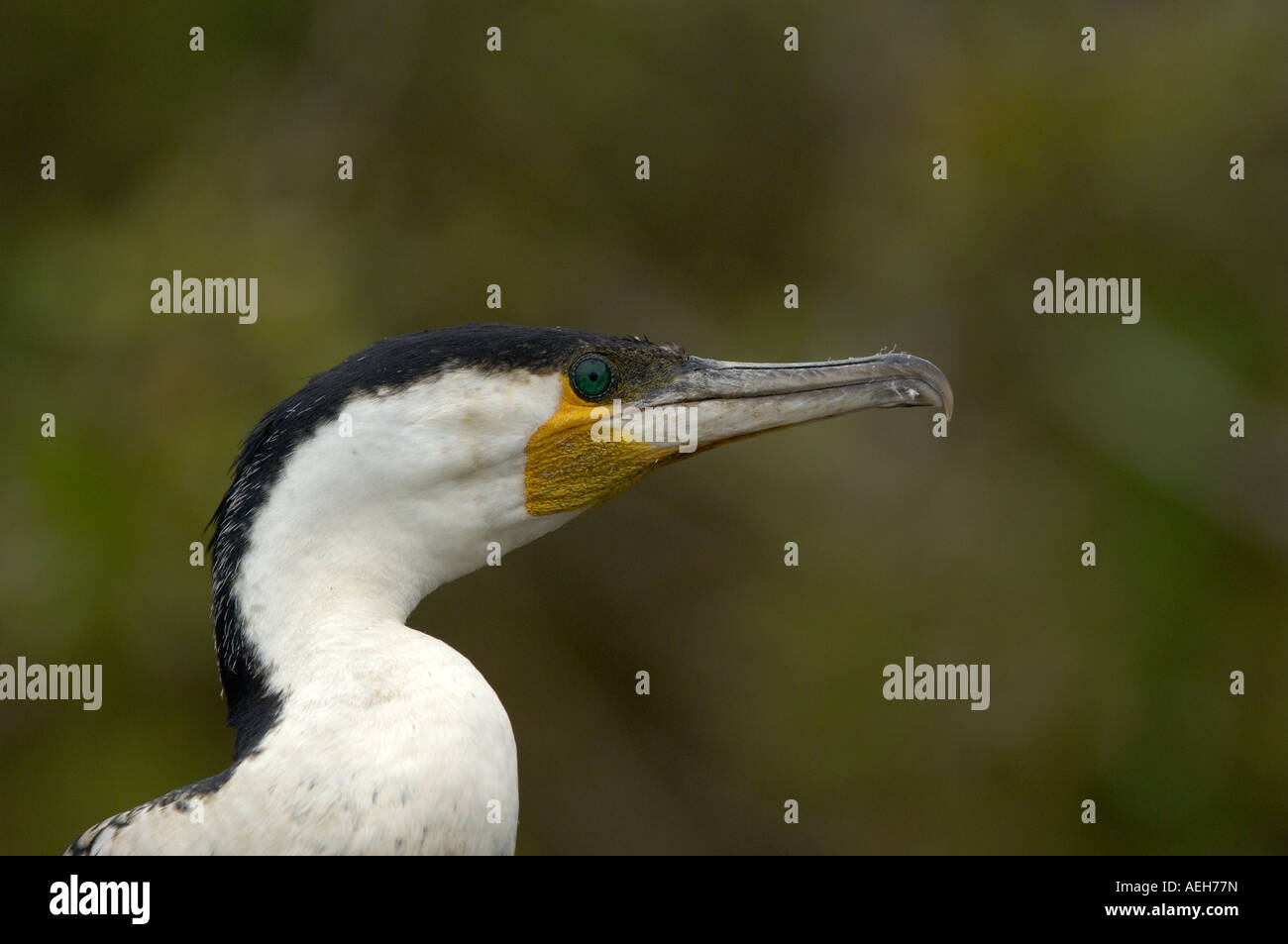 Petto bianco cormorano Phalacrocorax lucidus Shire River Malawi in prossimità della testa di adulto di allevamento Foto Stock